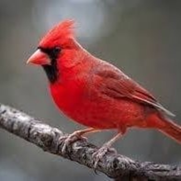 Meet your Posher, Kim - Picture 1 of 1